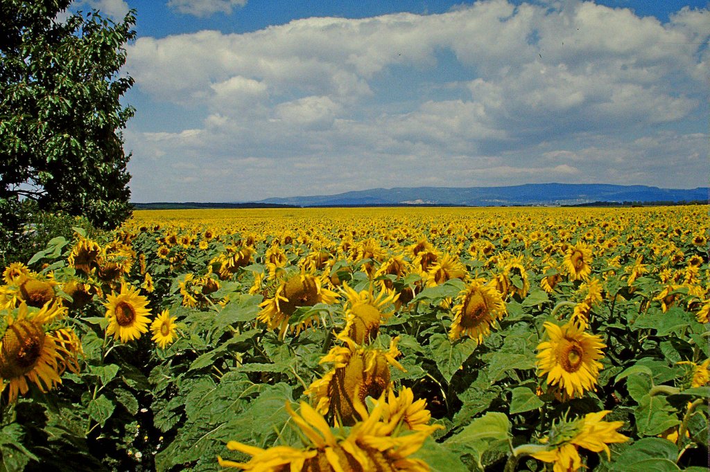 Ungarn, Sonnenblumenfelder im Aug.1986, Scan vom Dia, Feb.2011