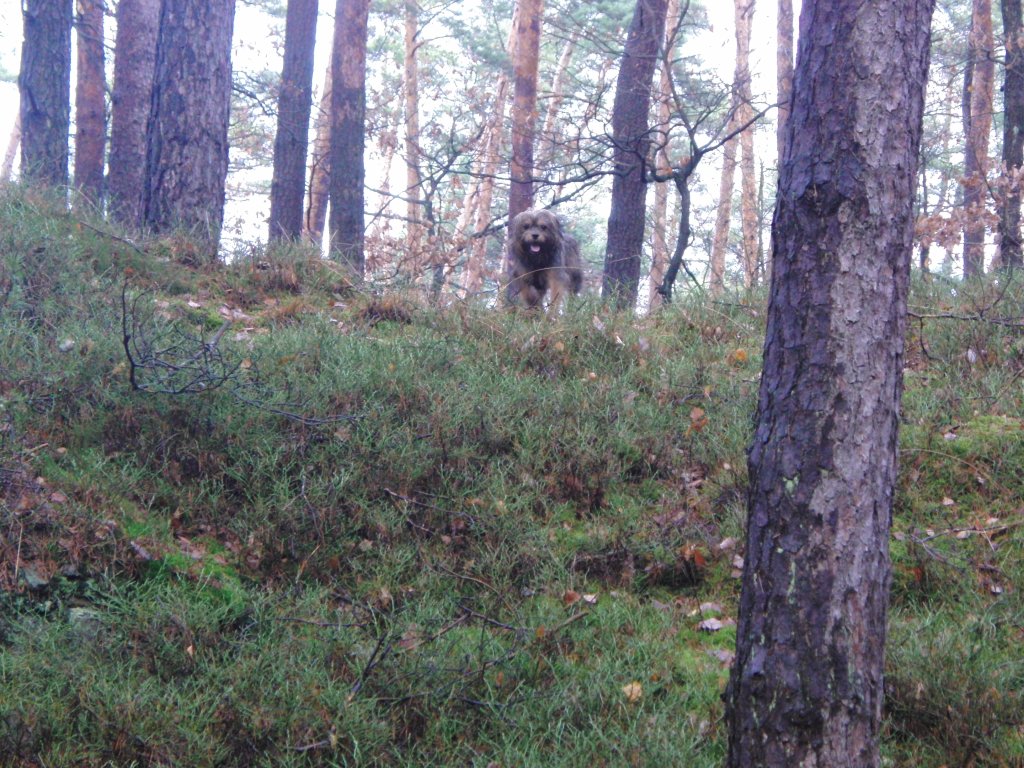 Unser Hund Joschi im  Zauberwald  mit dabei