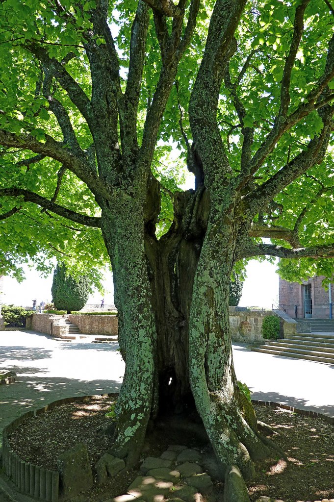 uralte Linde auf dem Klostergelnde St.Odilien im Elsa, April 2011