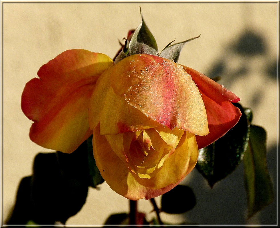 Vterchen Frost hat dieser Rose schn zugesetzt. 26.10.2010