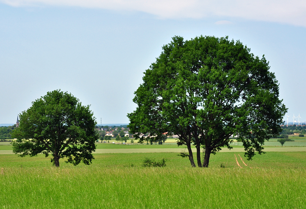 Vater Baum und Sohn Baum bei Eu-Billig (wegen der Gleichberechtigung: Kann auch Mutter und Tochter, oder Mutter und Sohn usw. usw. sein) - 03.06.2011