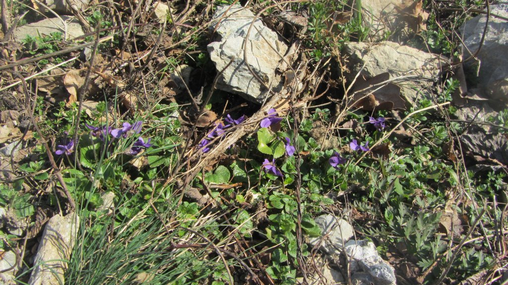 Veilchen am 22.3.2012 bei Brixlegg, die jetzt durch den pltzlichen sterlichen Wintereinbruch hchstwahrscheinlich wieder erfroren sind.