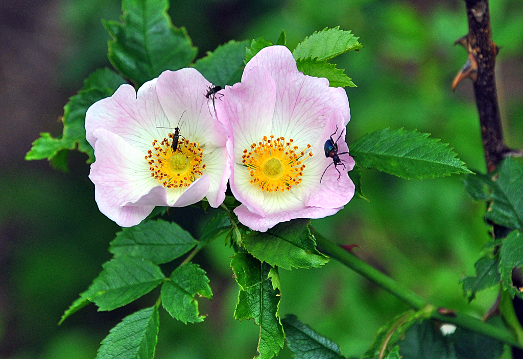 Verschiedene Insekten auf einer Blte an der Steinbachtalsperre - 10.06.2012