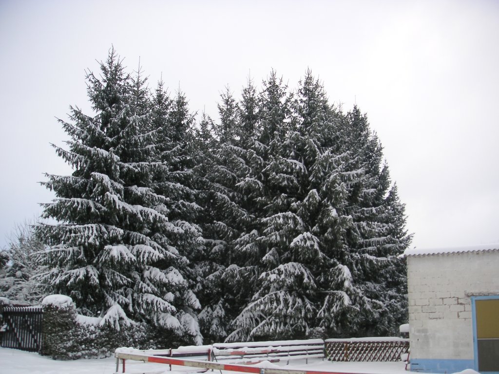 Verschneite Tannen in Saarbrcken-Ensheim. Dieses Foto habe ich am 01.02.2010 gemacht.