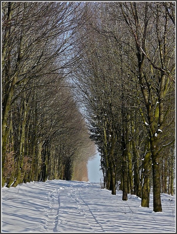 Verschneiter Waldweg in der Nhe von Hautbellain. 16.02.10 (Jeanny) 