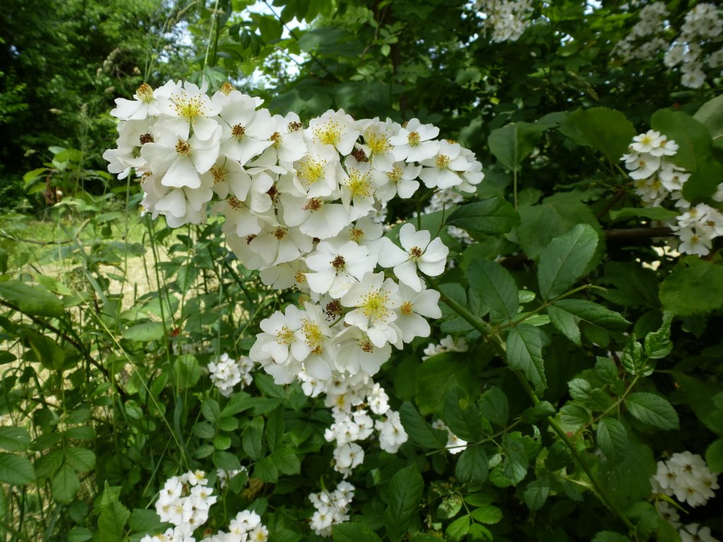 Vielblütige Rose, gehört zu den Wildrosen, angenehm duftend und eine gute Bienenweide, Juni 2013