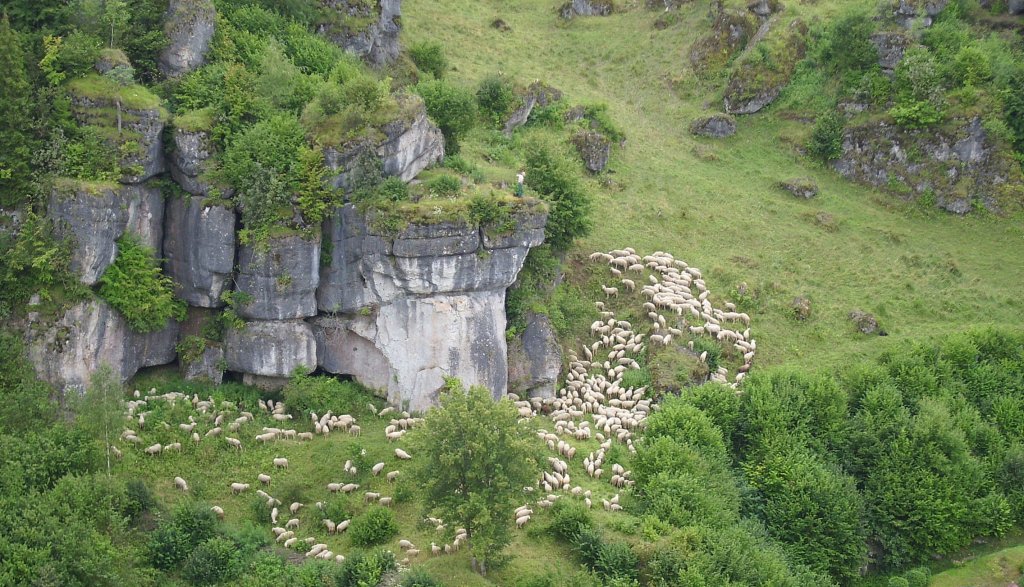 Viele Schafe im Jahr 2009 (Ort nicht mehr bekannt)