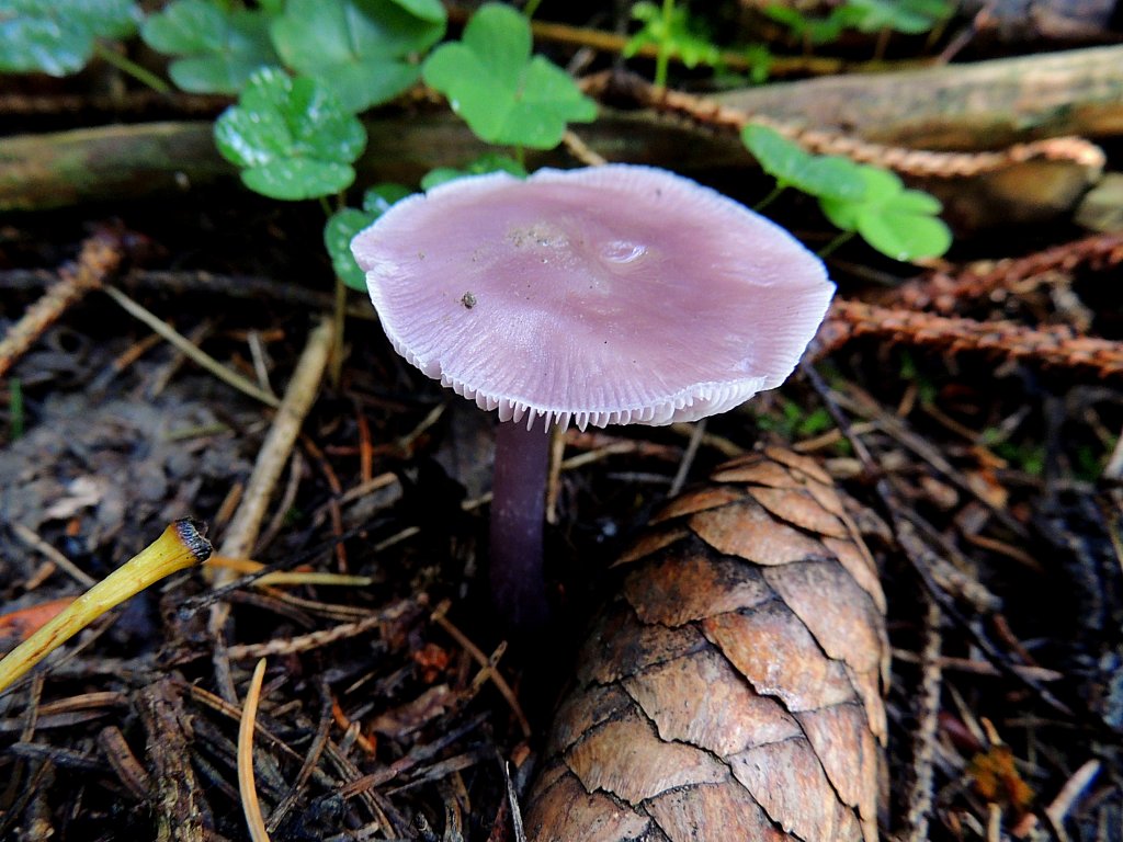 Violetter Lacktrichterling(Laccaria amethystea) wre ein essbarer, guter Speisepilz; 120930