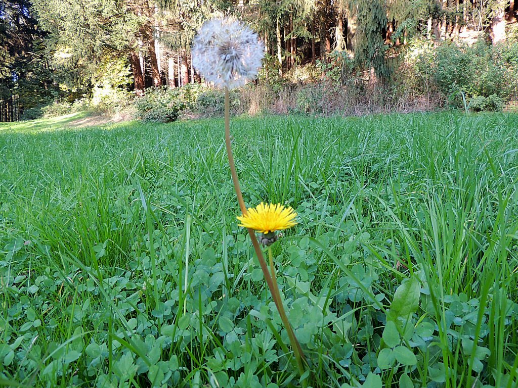 vom blhenden Lwenzahn zur Pusteblume, oder wenn ich mal Gro bin lichtet sich mein Haupt; 121020