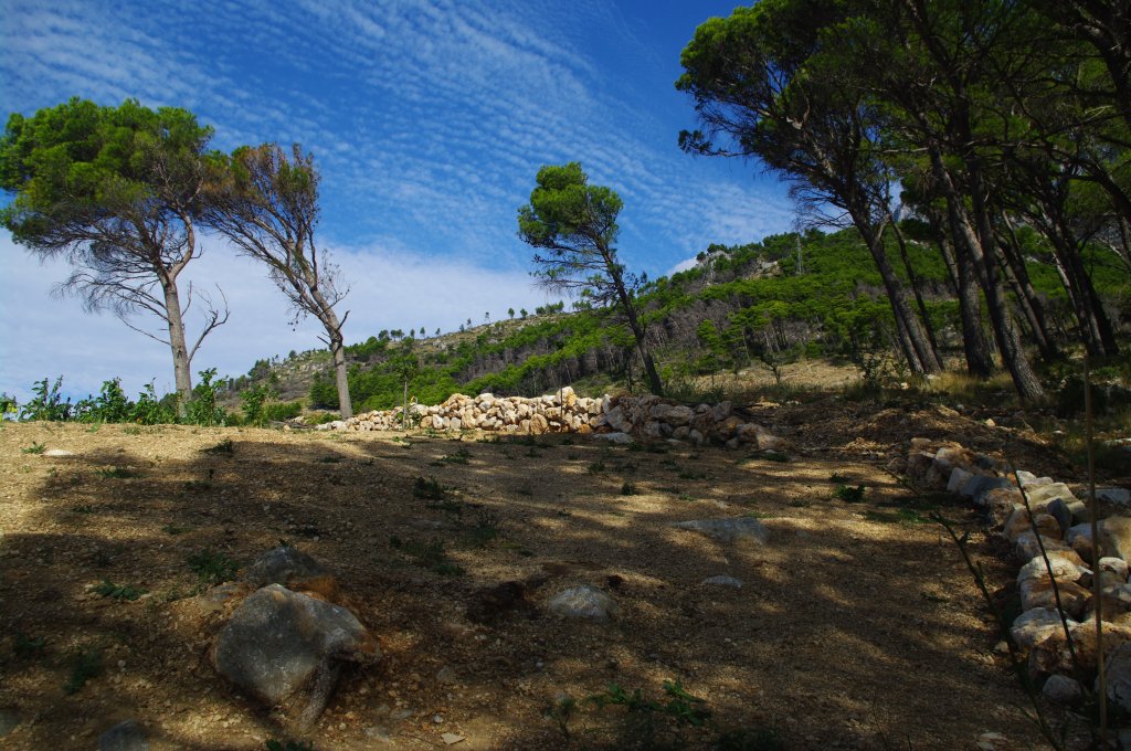 vom Bora Wind schiefe Bume im Biokovo Gebirge, Kroatien (10.10.2011)