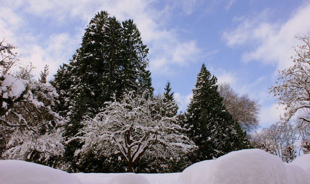 Vom Schnee bedeckt, zeigen sich die Bume im Winterkleid.
(02.12.2010)