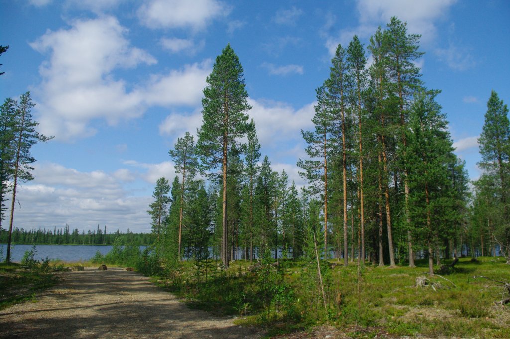 Wald am Vuotso See (05.07.2013)