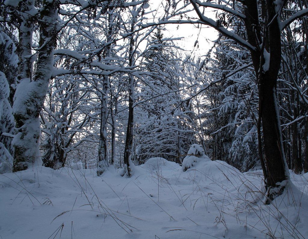 Wald auf den Jermersteinklippen vor Sonnenuntergang; Aufnahme vom 07.12.2012...