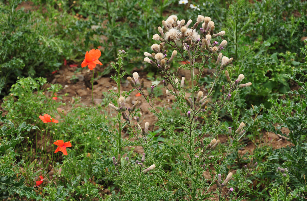 Wald- und Wiesenblumen am Ackerrand irgendwo in der Eifel - 27.07.2011