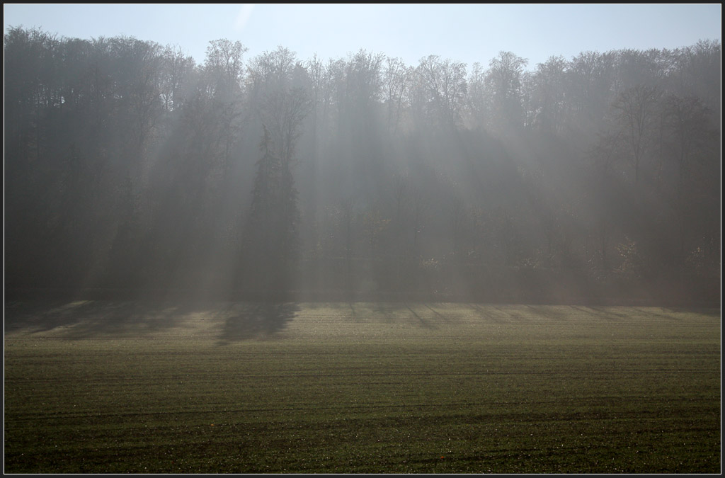 Waldrand im Gegenlicht - 

Auf der Schwäbischen Alb bei Urspring. 

17.11.2011 (M)