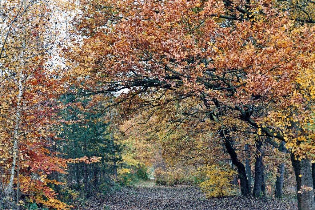 Waldstck am Falkensteiner Ufer In Hamburg-Blankenese. Aufgenommen im Oktober 2011