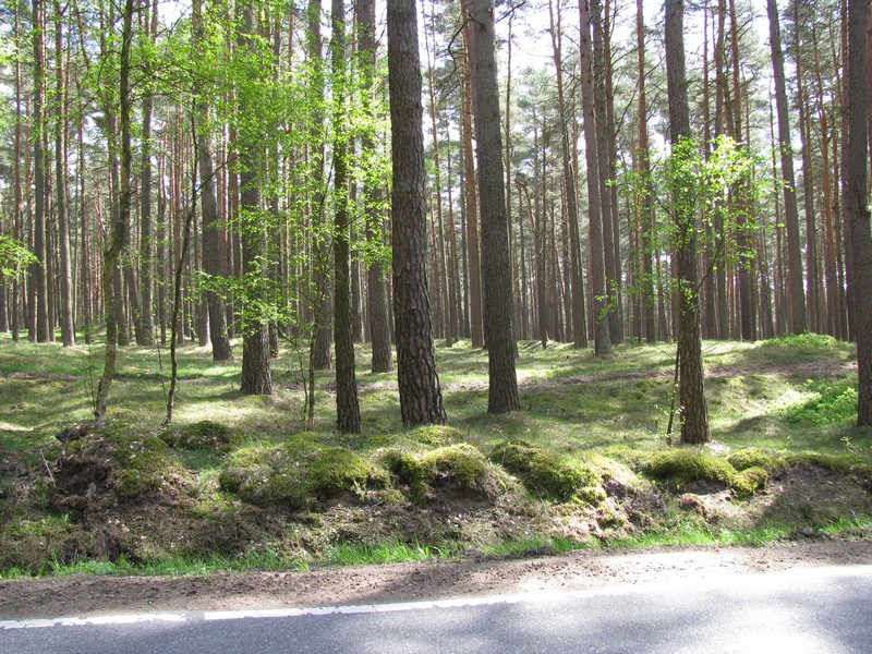 Waldstck nordwestlich der L 4 bei Leussow (LWL), 05.05.2010