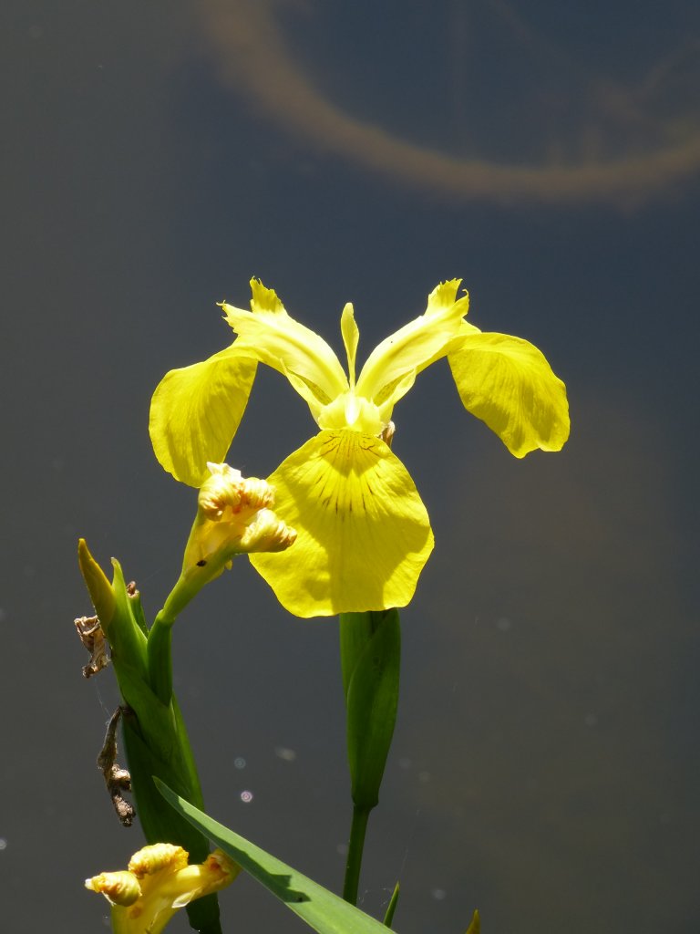 Wasser-oder Sumpfschwertlilie, oft zu sehen an unseren Gewssern, Juni 2013