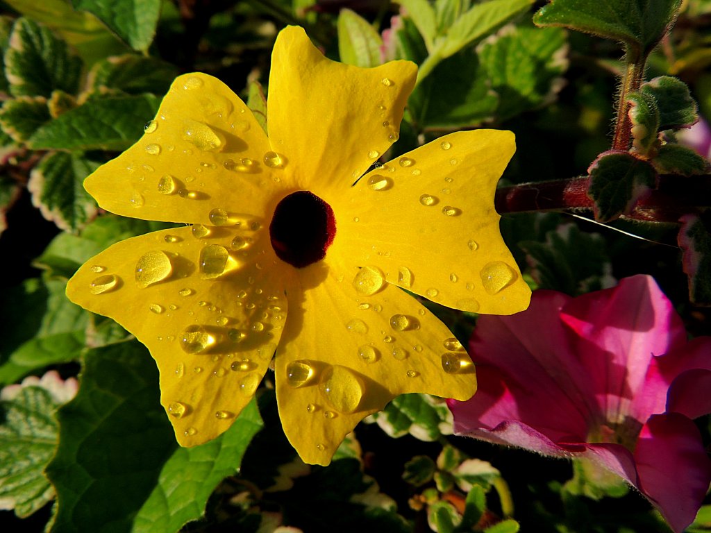 Wassertropfen haften auf der gelben Blte; 120804