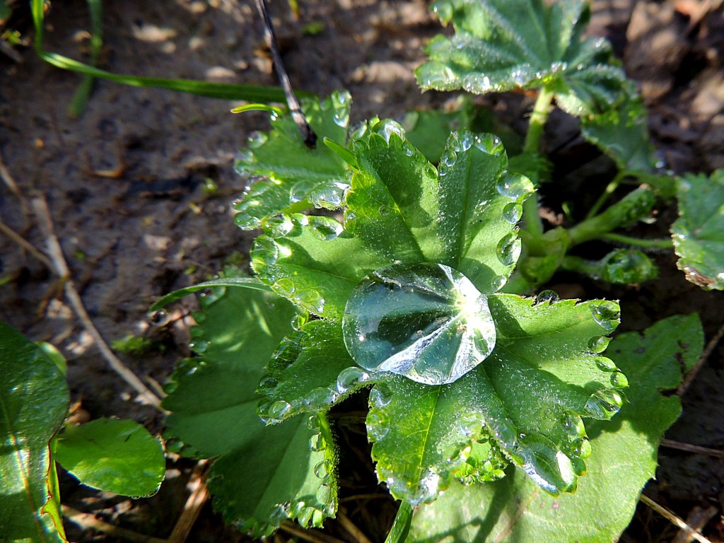 Wassertropfen zieren Bodennahe Bltter; 121014