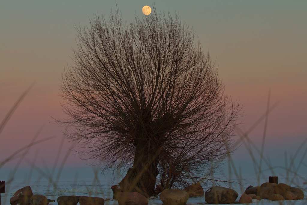 Weide im Abendlicht mit Mond. - 25.01.2013
