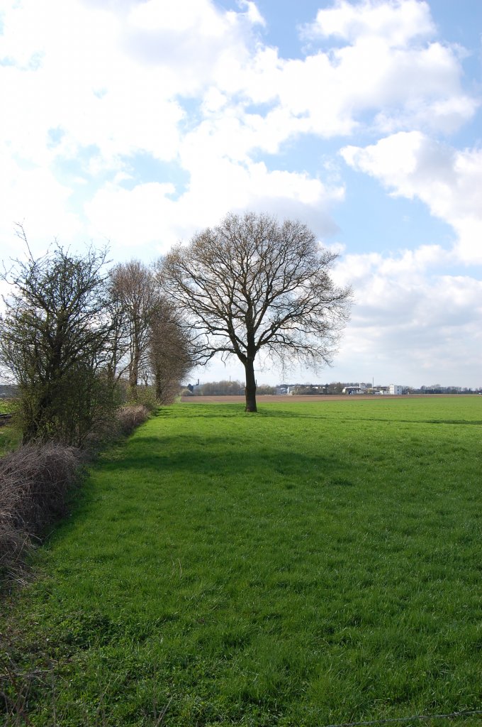 Weide am Niederrhein, bei Boisheim. Nordwind treibt Wolken ber das Land.
Doch in den Frhlingstagen schaft es die Sonne krftig durch die Wolken zu scheinen und zu wrmen. Starr steht die Eiche und streckt ihr Gest  in den Himmel, gesumt von einer Hecke mit spriesendem und blhendem Allerlei. 10.4.2010