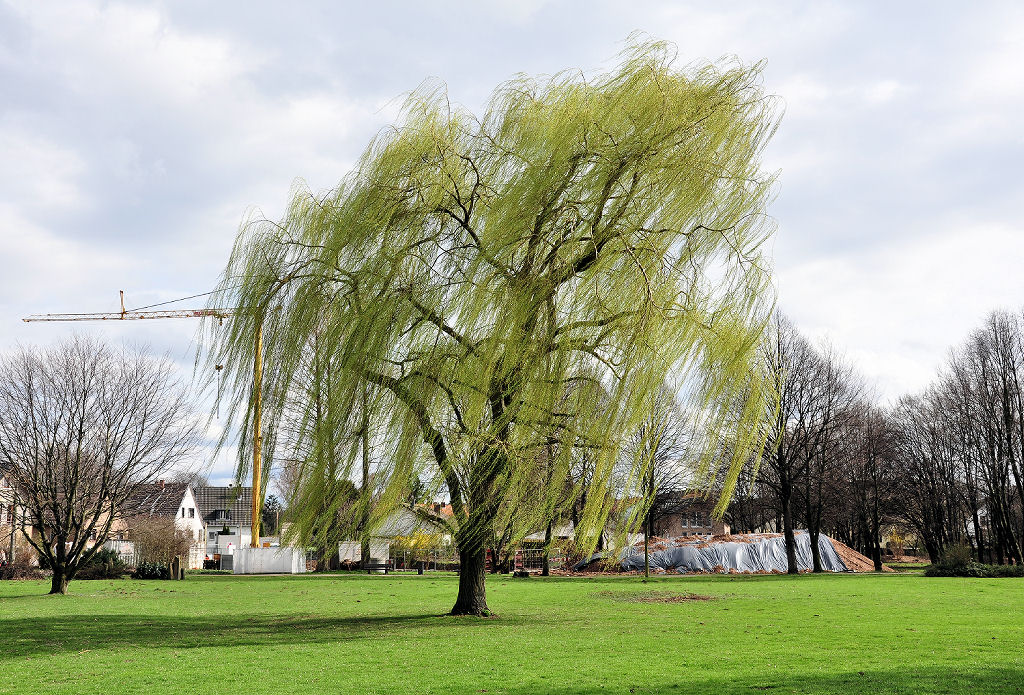 Weide  stemmt  sich gegen den Wind - Euskirchen 28.03.2010