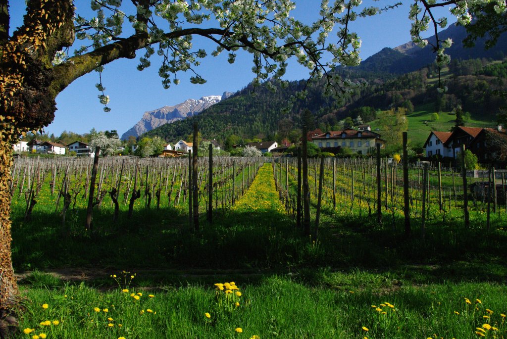 Weinberge an der Hintergasse in Malans im Rheintal (10.04.2011)