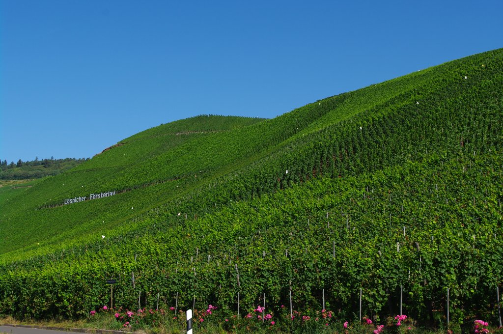 Weinberge an der Mosel bei Krv (23.08.2009)