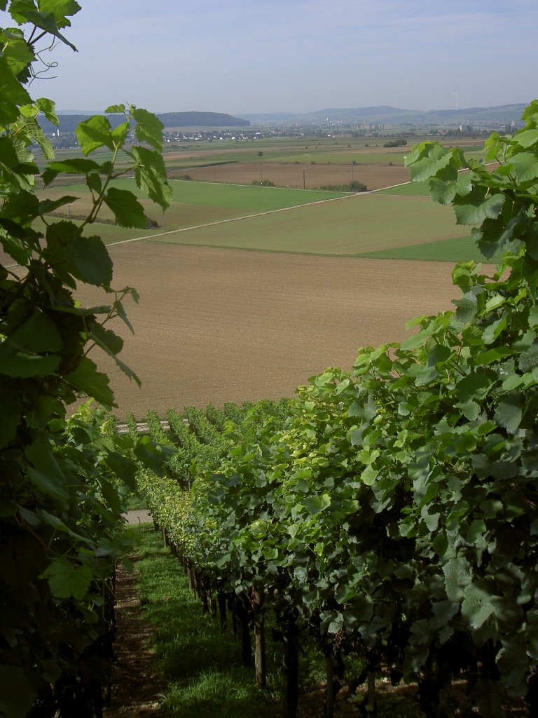 Weinberge im Klettgau bei Siblingen, Kanton Schaffhausen (11.09.2011)