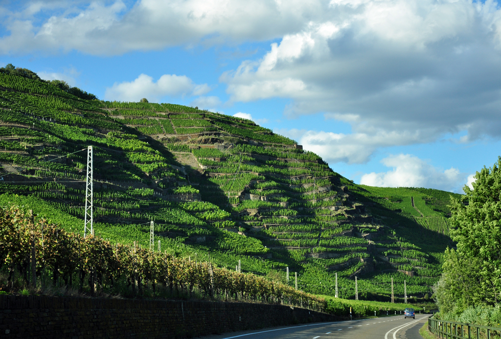 Weinberge im Moseltal bei Winningen - 05.09.2011