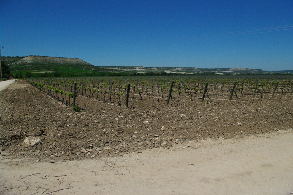 Weinreben bei Sardon de Duero (20.05.2010)