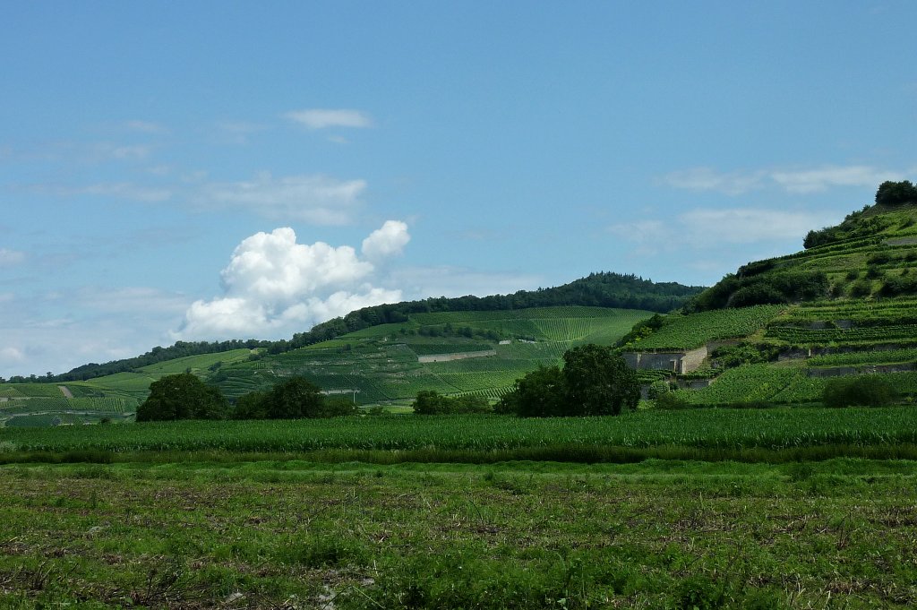 Weinterrassen am westlichen Kaiserstuhl, Juli 2012