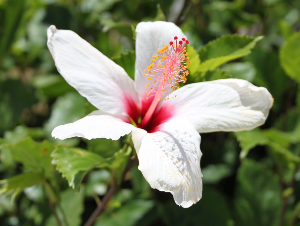 Weie Hibiskusblte, gesehen am 27.06.2011 auf Rhodos (GR)