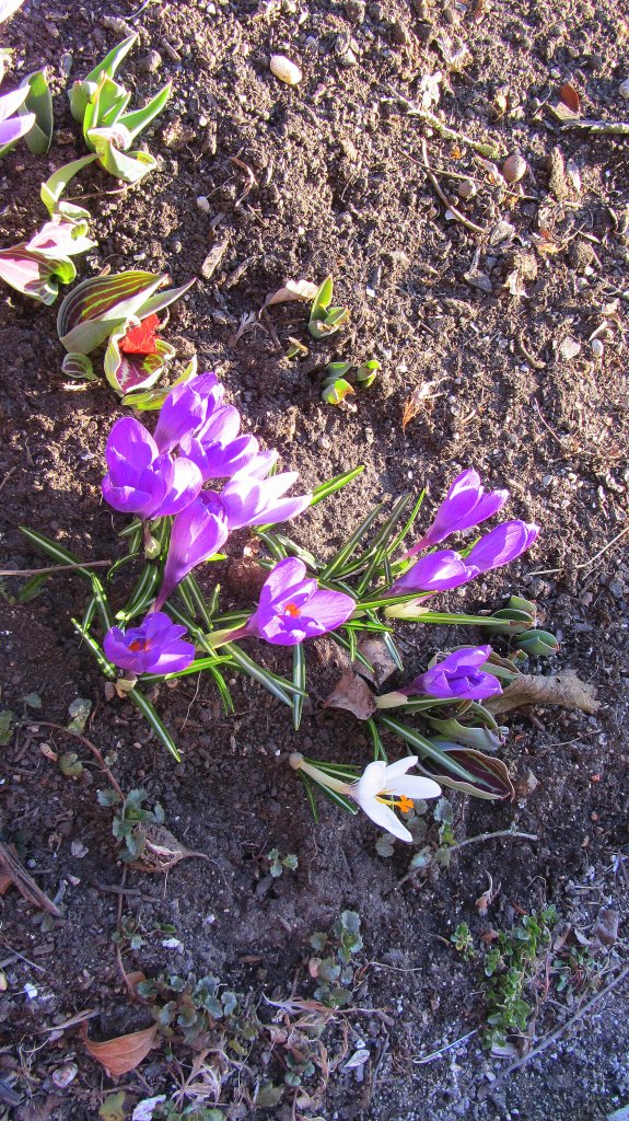 Weie und violette Krokusse am 16.3.2012 in Brixlegg.