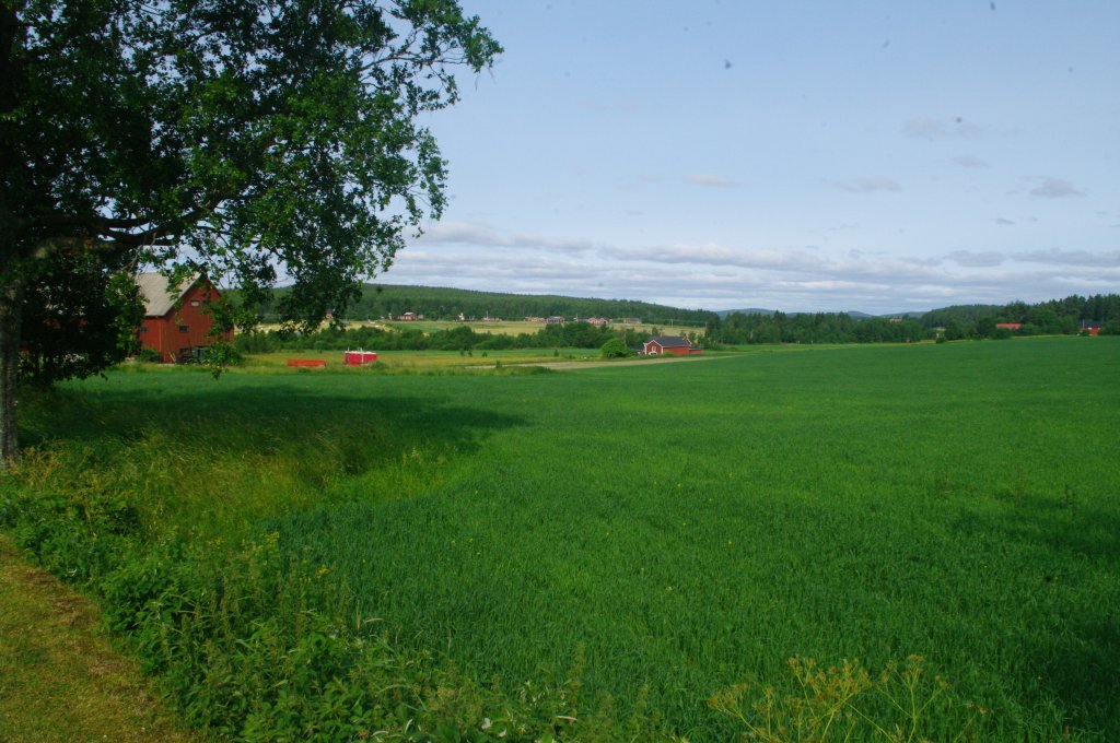 Wiesen bei Hrnsand, Angermannland (08.07.2013)