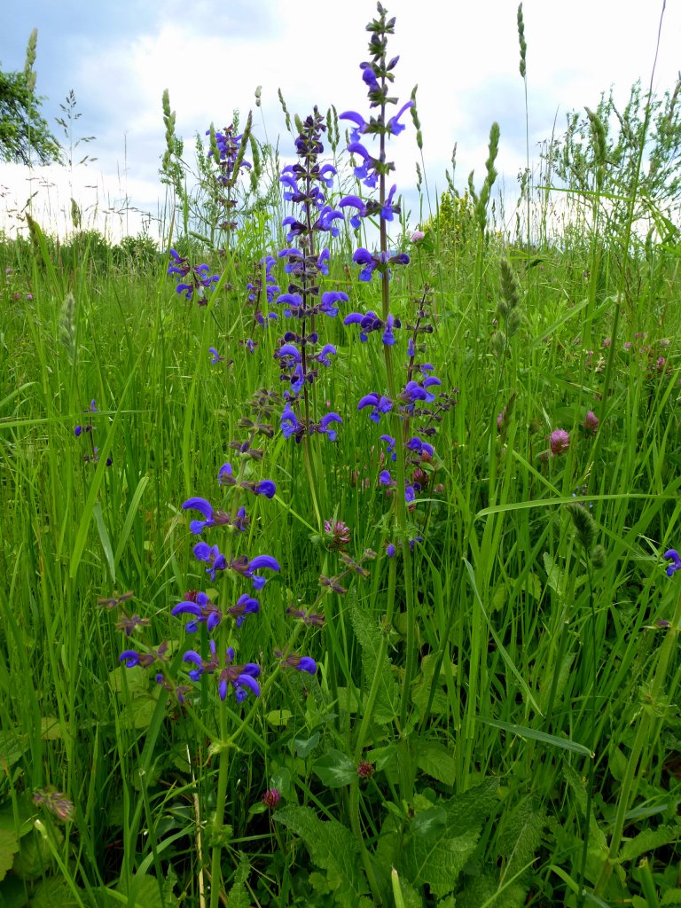 Wiesensalbei, wildwachsende Salbeiart, hufig auf unseren Wiesen, Mai 2013