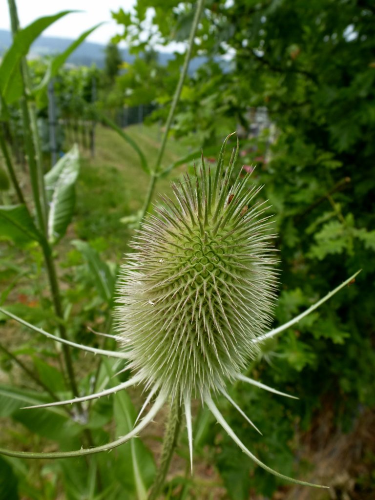 Wilde Karde, der Bltenstand vor dem Aufblhen, Juli 2013