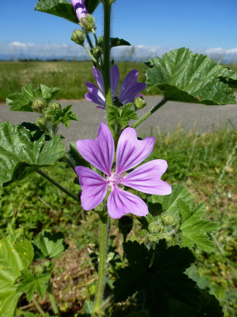 Wilde Malve, steht bei uns hufig an Weg-und Straenrndern, Juni 2013