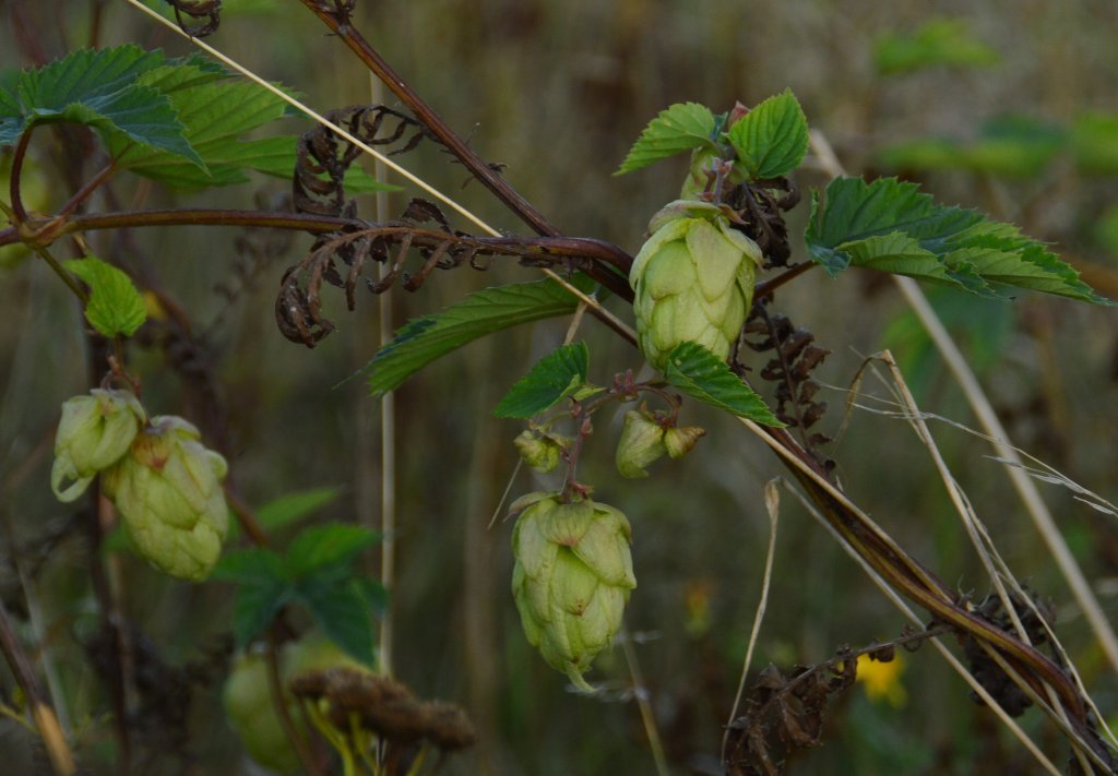 Wilder Hopfen am Bahndamm......gesehen in Korschenbroich. Ich denke das es ein berbleibsel aus Zeiten ist, als es noch mehr als eine Altbierbrauerei in Korschenbroich gab.28.9.2012