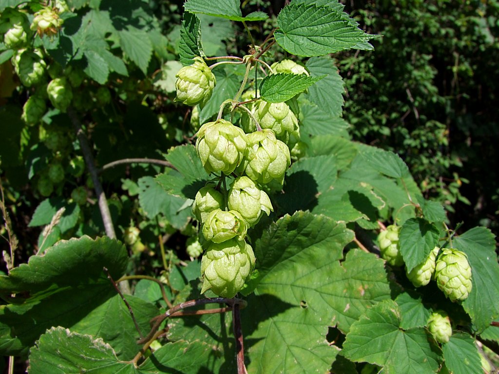 Wilder Hopfen mit weiblicher Dolde,100912