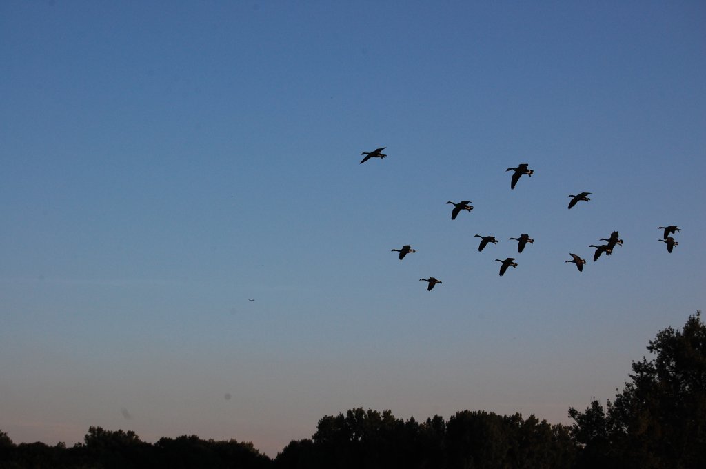 Wildgnse beim Landeanflug auf ein Feld nahe Schlo Rheydt, Im Hintergrund erkennt man die Bume vom Niersgrnzug. 6.8.2009