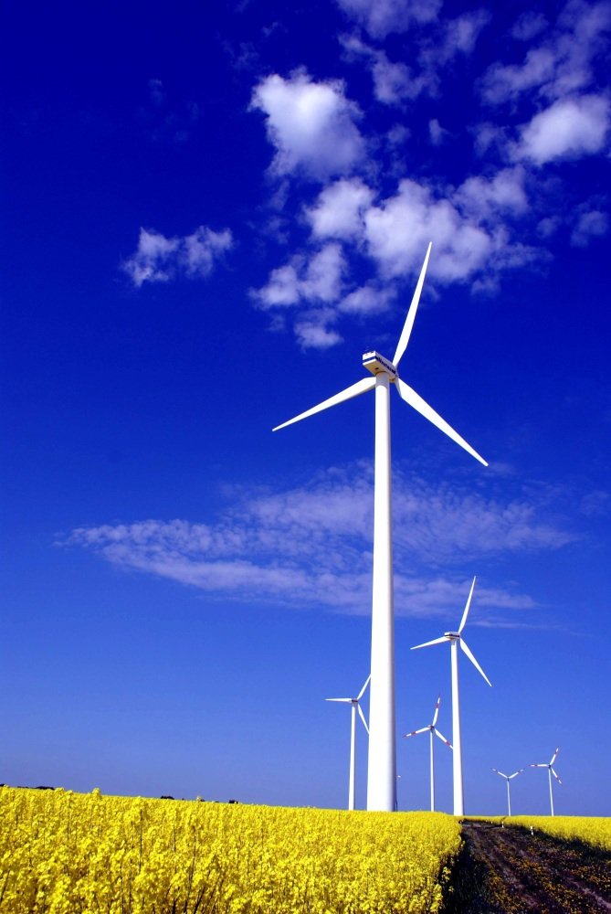 Windpark im Rapsfeld aufgenommen im April 2009