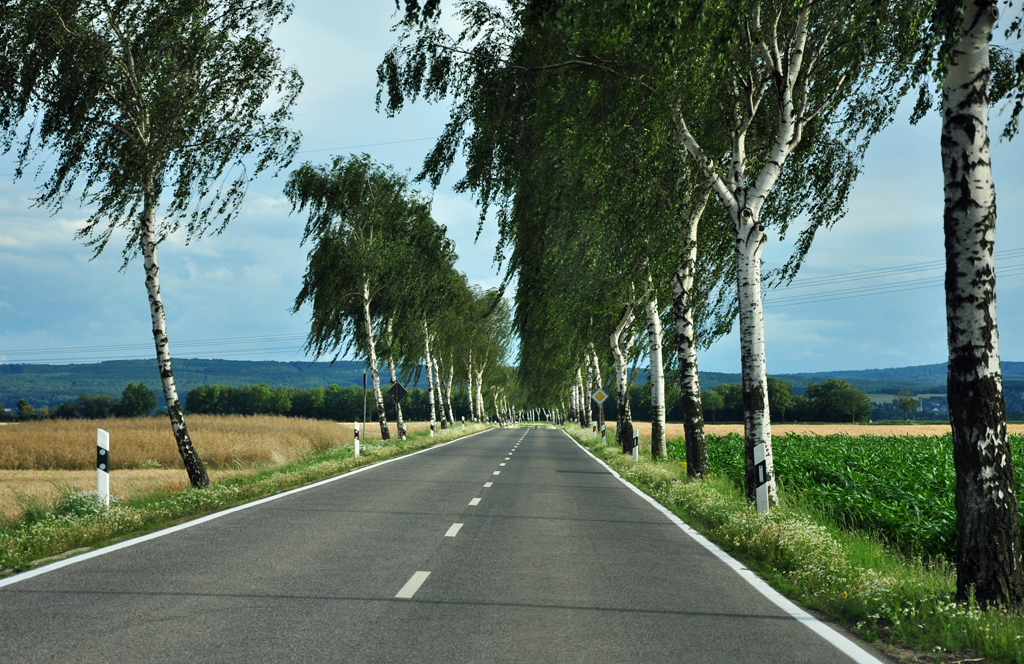  Windschiefe  Allee bei Euskirchen - 09.07.2011