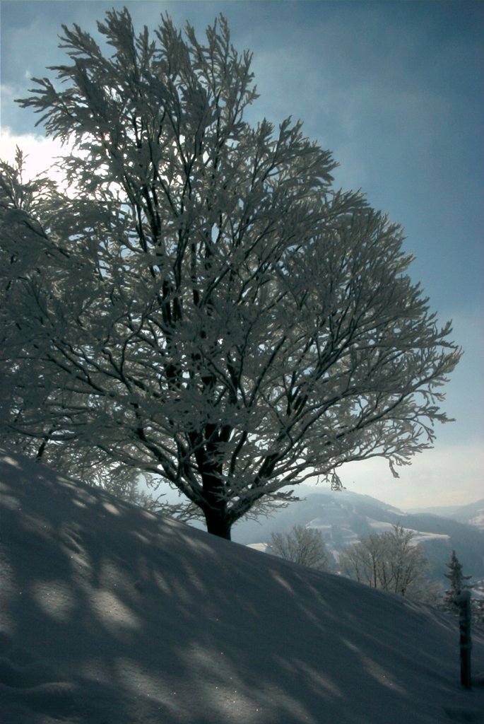 Winter 2006 im Zrcher Oberland.