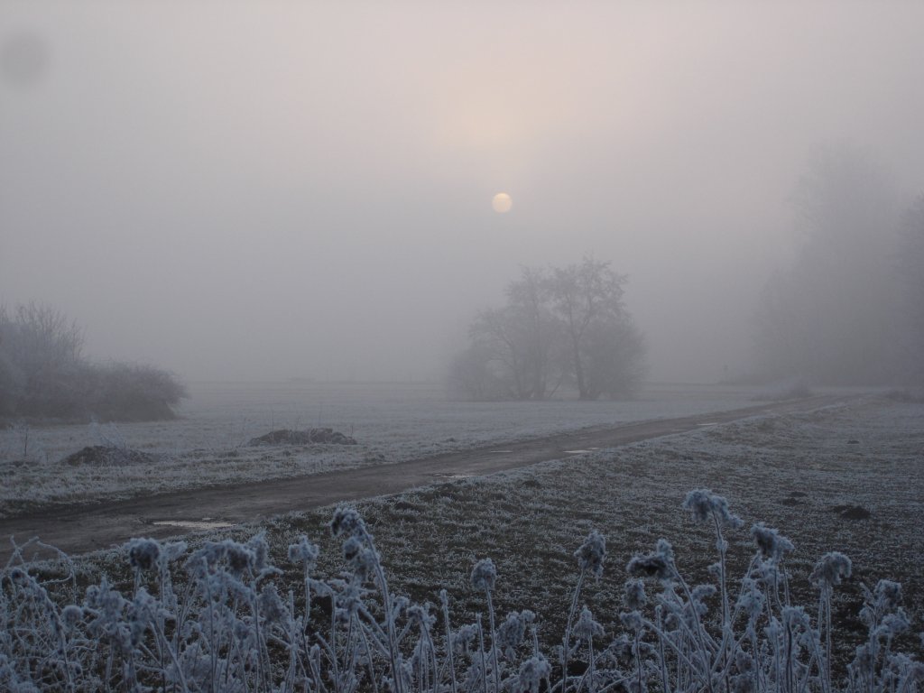 Winter in der Rheinebene,
die Sonne hat es schwer gegen den Nebel,
Jan.2005