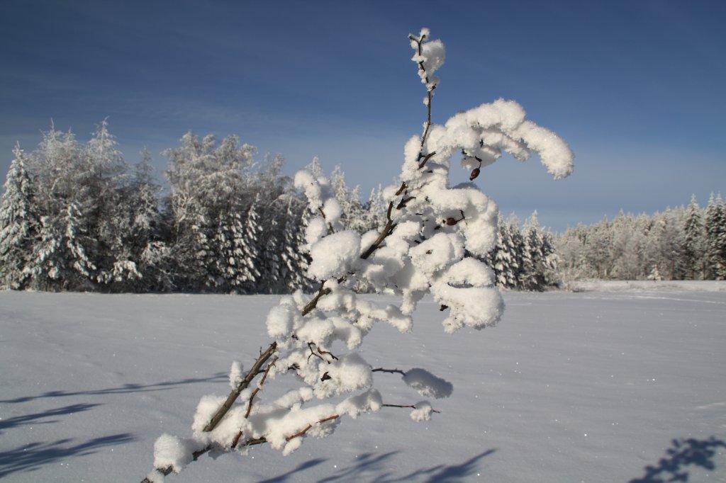 Winterabendzauber bei Kretscham-Rotesehma am 27.01.10. 