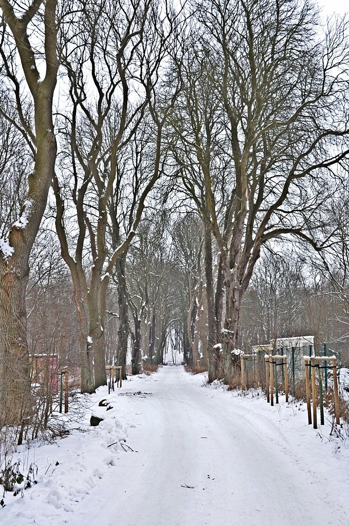 Winterlandschaft auf dem Dnholm bei Stralsund, 22.01.2010