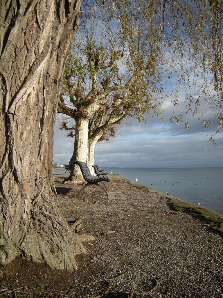 Winterliche Ruhe am Bodensee.
(Dezember 2009)