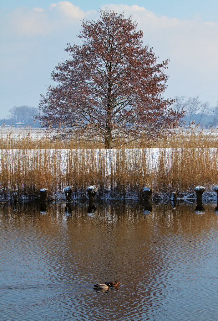 Winterliche Stimmung an der Uecker. - 15.03.2013